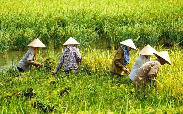 探索越南：揭秘真实越南生活第14张-越南生活网
